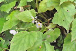 Image of Begonia bouffordii C. I Peng