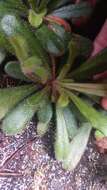 Lysimachia alpestris Champ. ex Benth. resmi