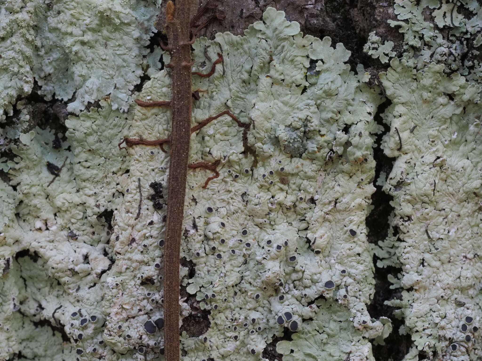 Image of dirinaria lichen