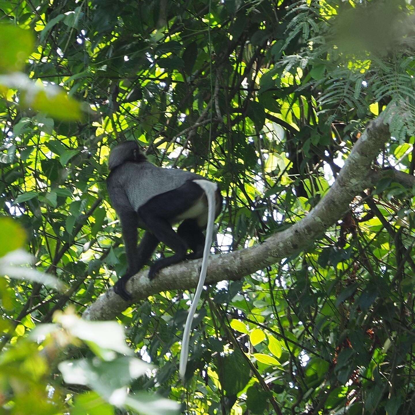 Image of Black-shanked Douc Langur