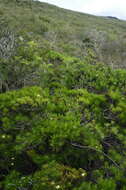 Image of Thin-leafed Darwin's Shrub