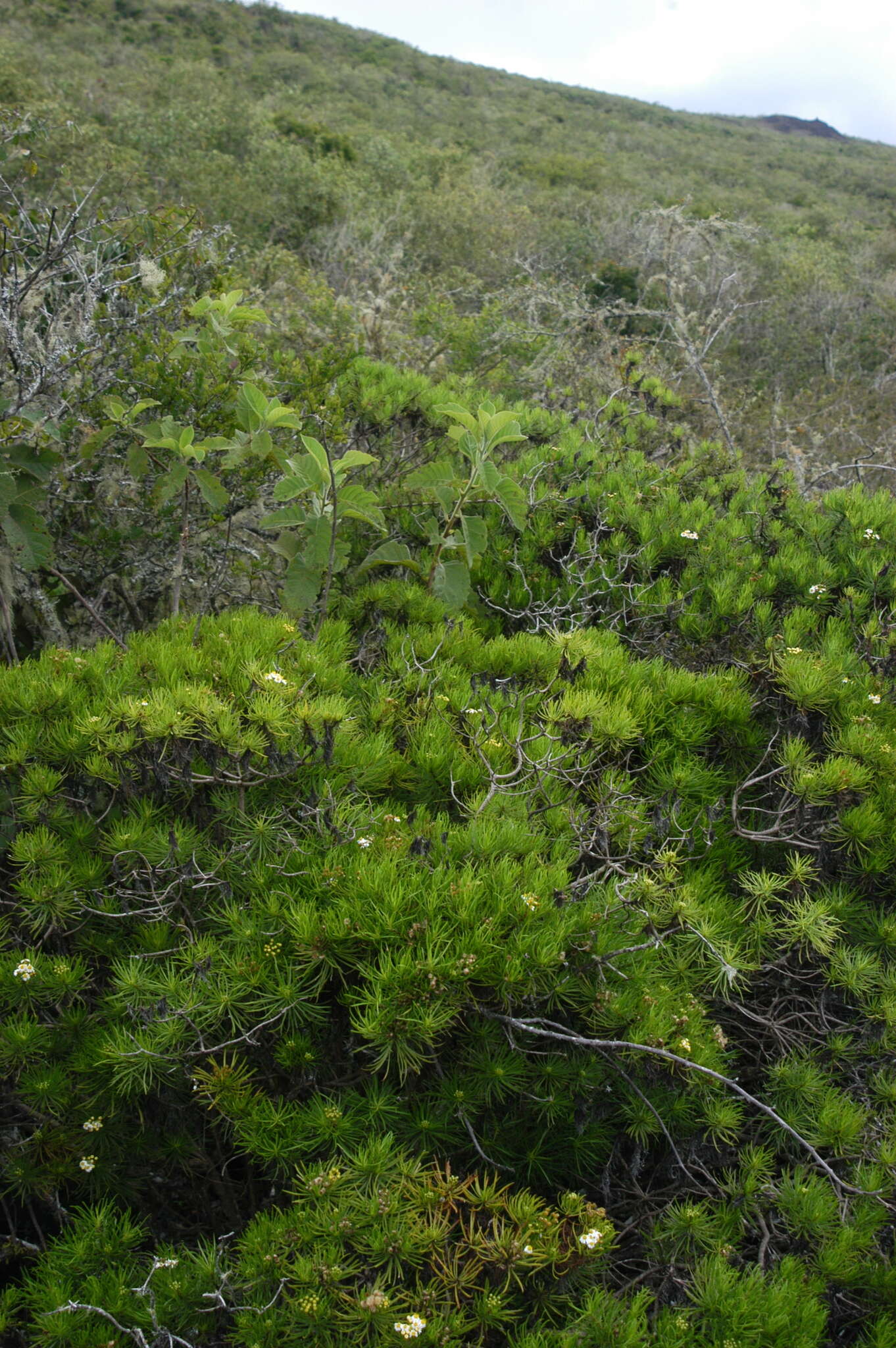 Image of Thin-leafed Darwin's Shrub