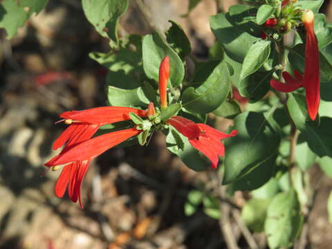 Justicia candicans (Nees) L. D. Benson resmi