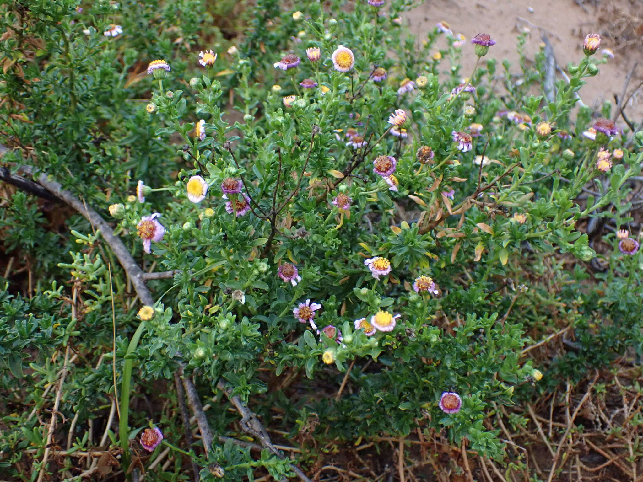 Image of Felicia erigeroides DC.