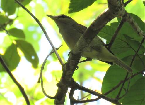 Imagem de Vireo magister (Baird & SF 1871)