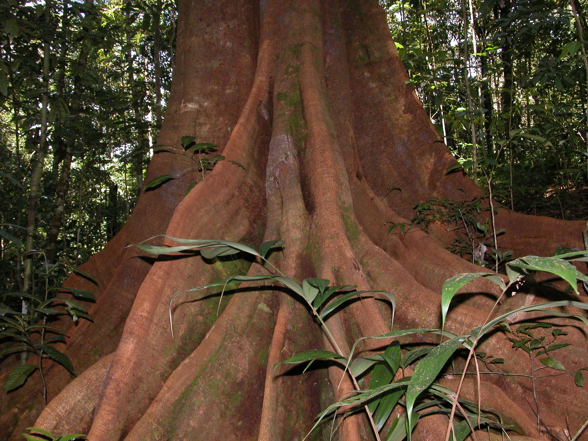 Image of Tachigali versicolor Standl. & L. O. Williams