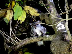 Image of Indian Giant Flying Squirrel