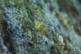 Image of Blue Spotted Wrasse