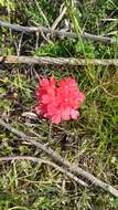 Image de Glandularia peruviana (L.) Small