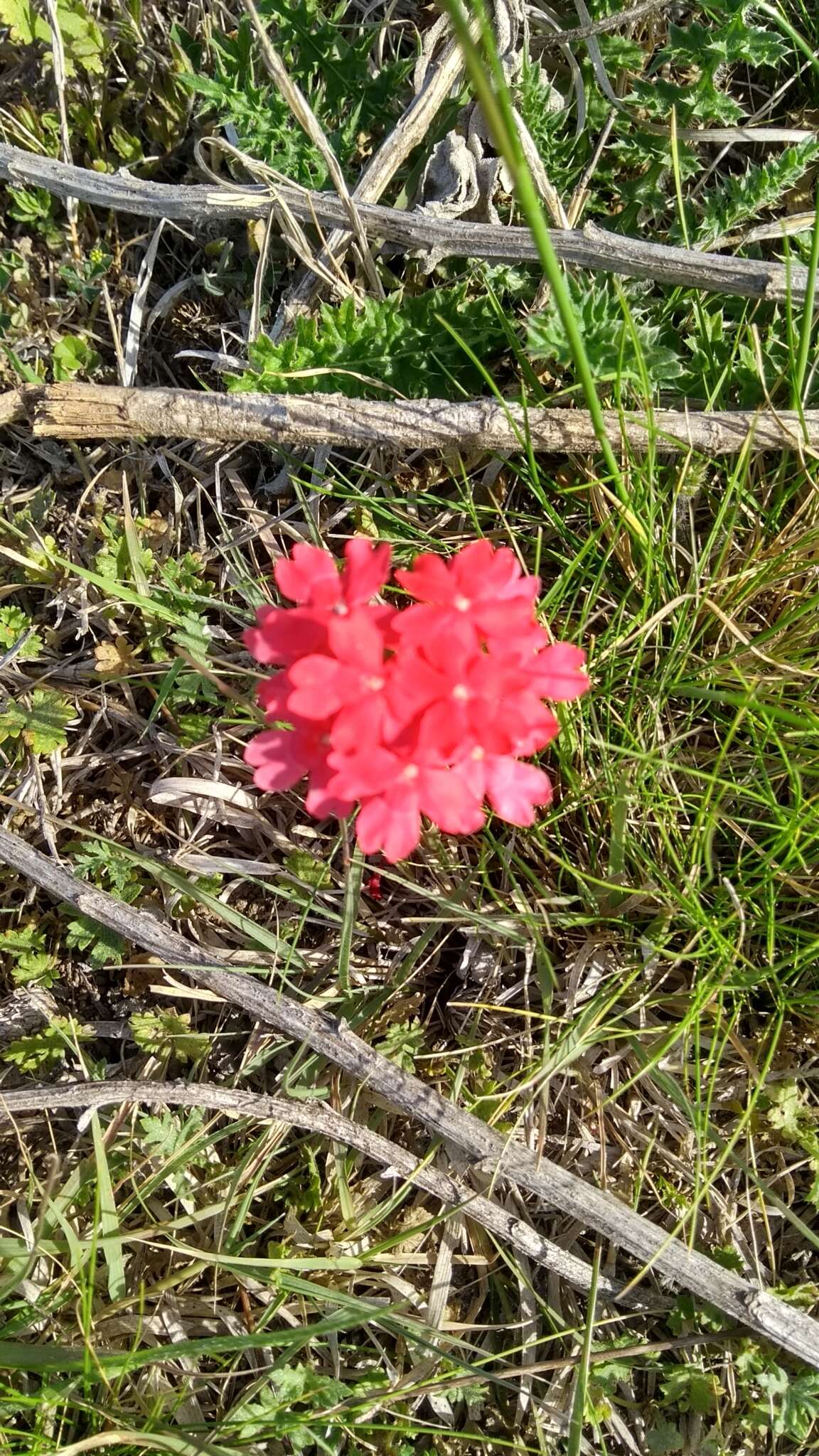 Image de Glandularia peruviana (L.) Small