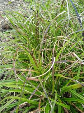 Image of Xerophyta viscosa Baker