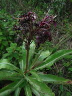 Image of Robust Lobelia