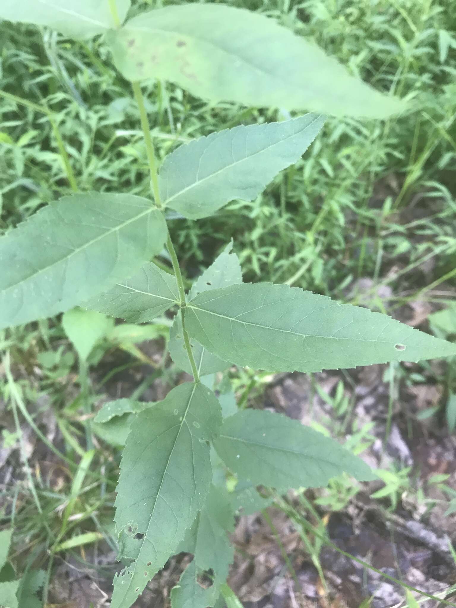 Image of Godfrey's thoroughwort