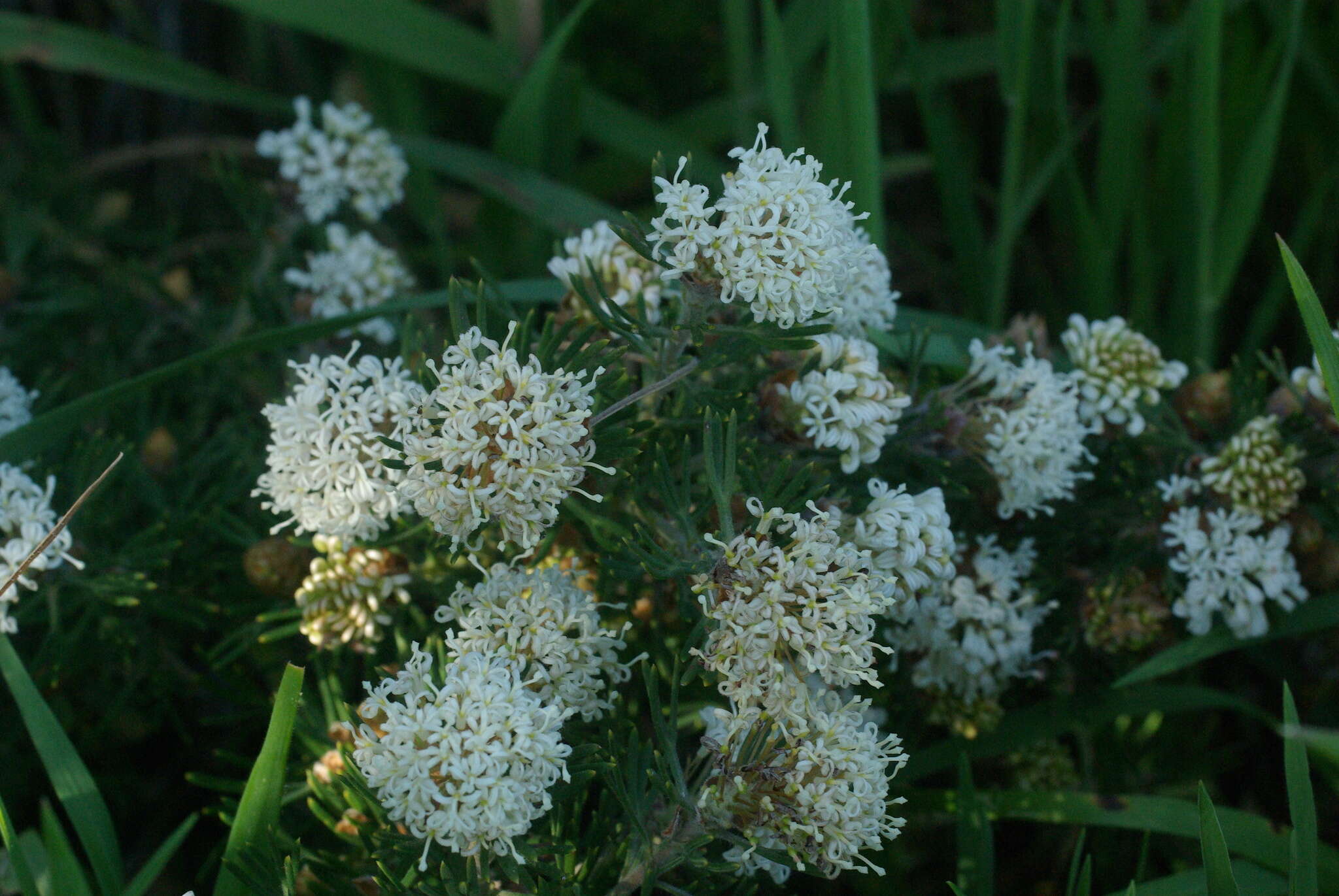 Image of Grevillea crithmifolia R. Br.