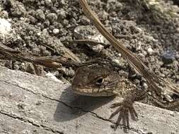 Image of Sceloporus horridus oligoporus Cope 1864