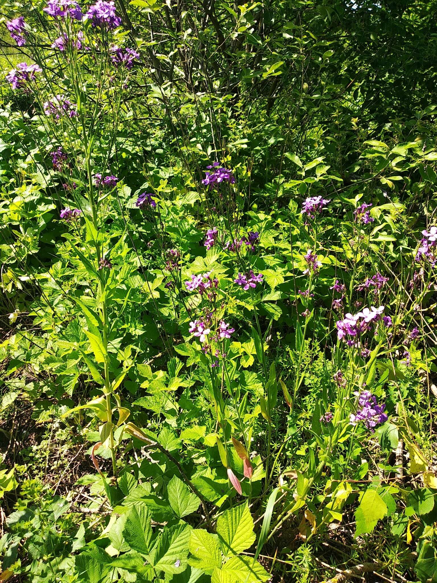 Imagem de Hesperis pycnotricha Borbás