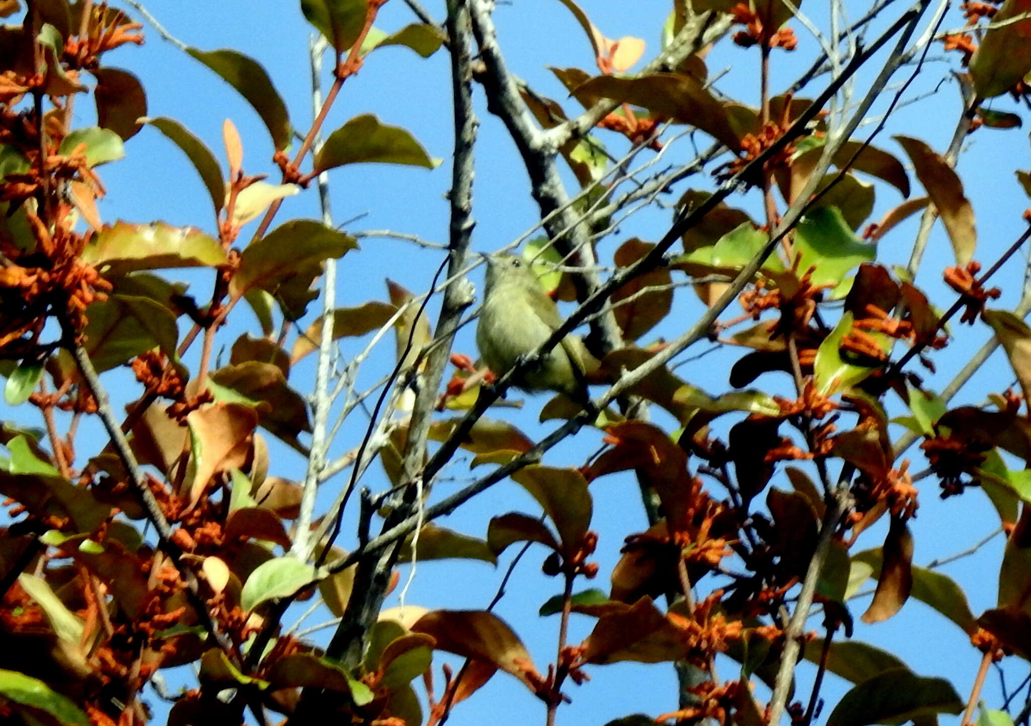 Image of Plain Flowerpecker