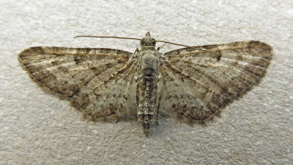 صورة Eupithecia subumbrata Schiffermüller 1775