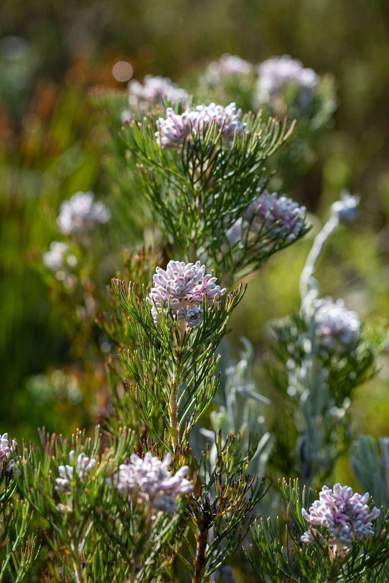 Image of Serruria ascendens (Lam.) R. Br.