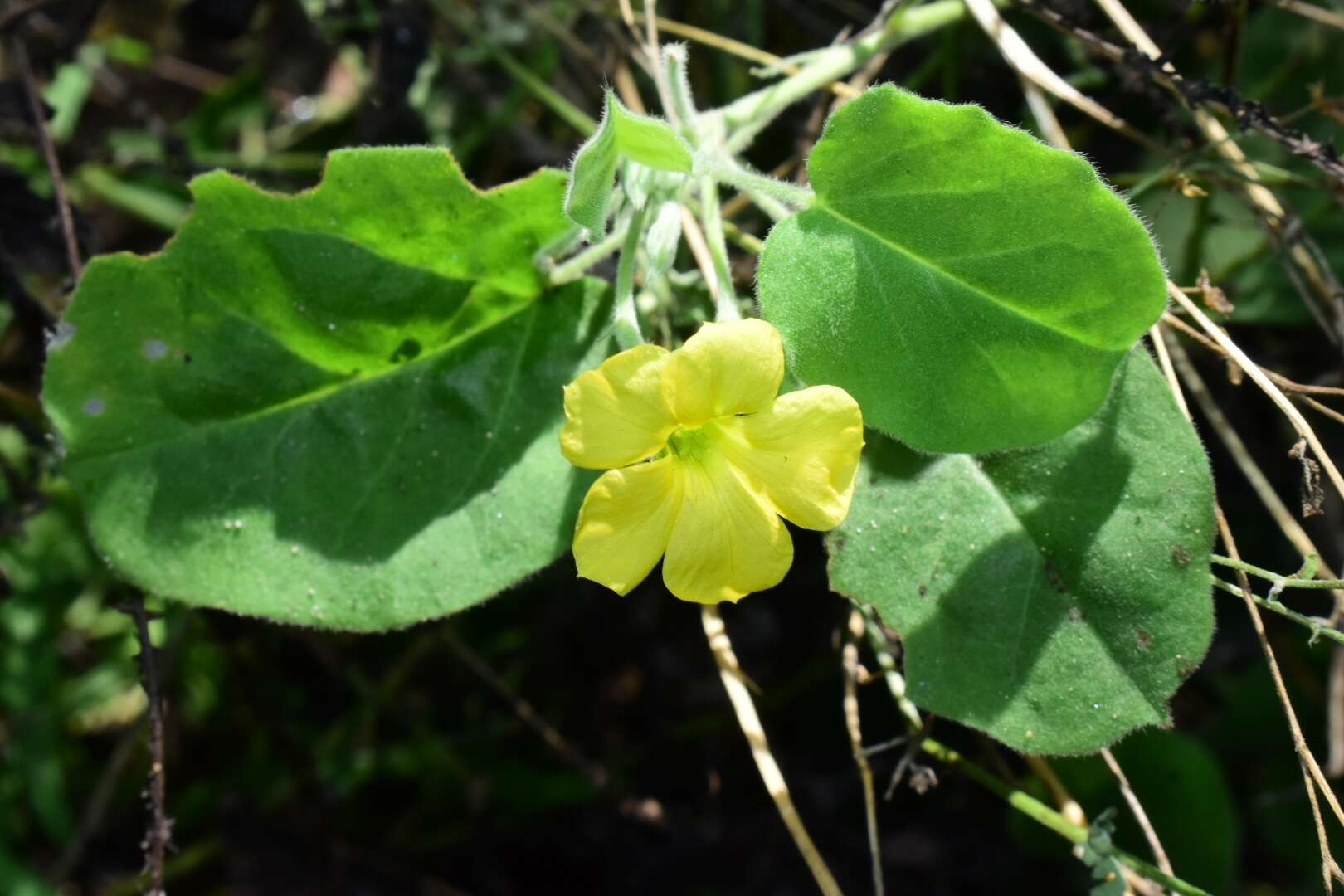 Image of peonyleaf woodsorrel