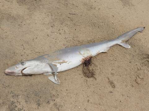 Image of Fish-shark