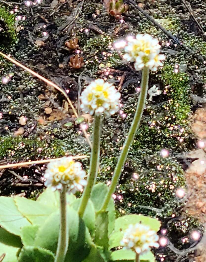 Image of Diamond-Leaf Pseudosaxifrage