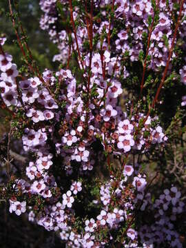 Image of Rinzia orientalis Rye