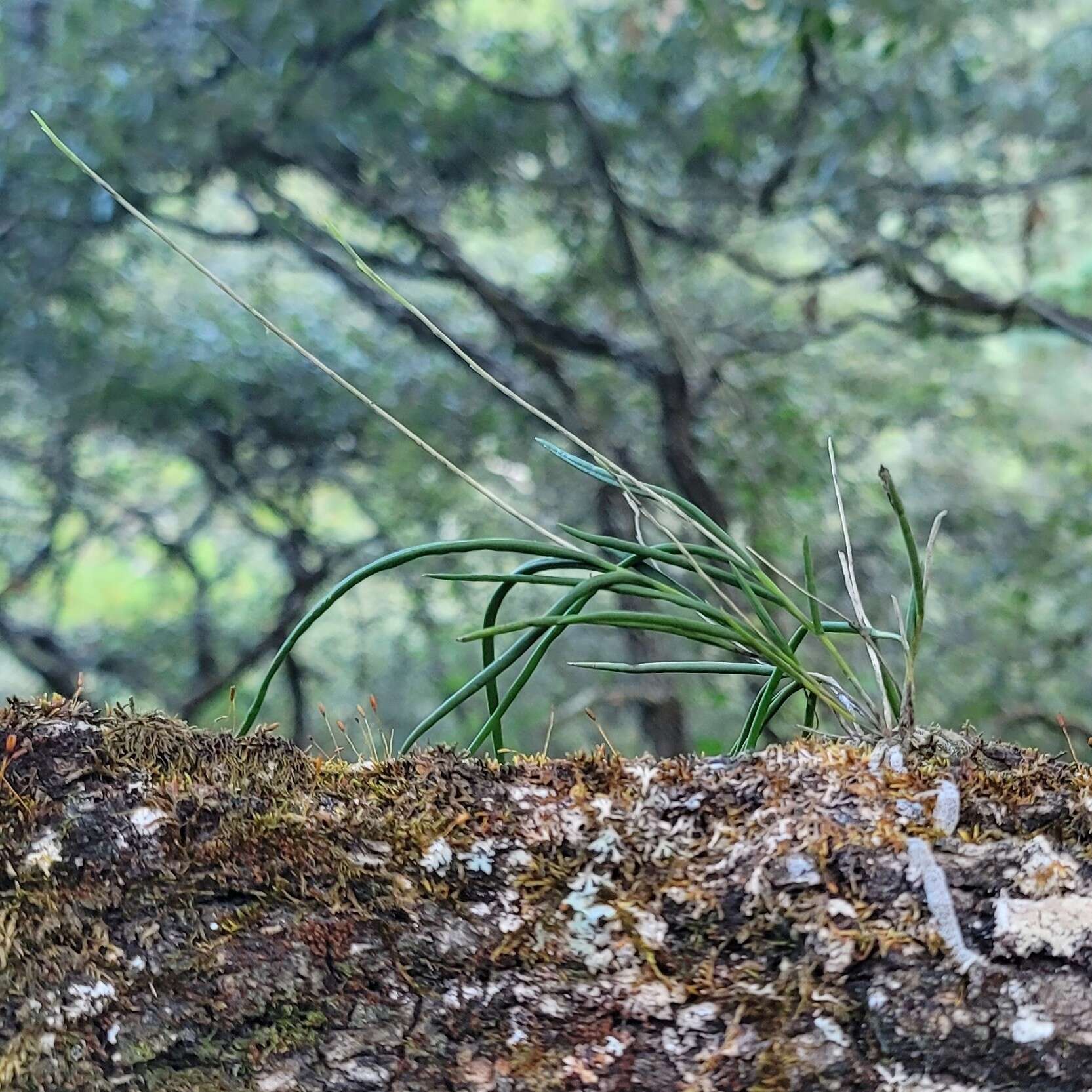 صورة Microepidendrum subulatifolium (A. Rich. & Galeotti) W. E. Higgins