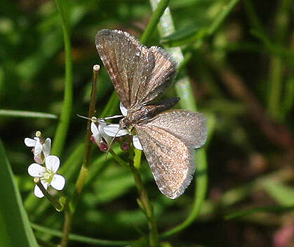 Image of marsh pug