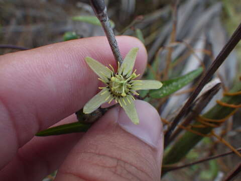 Imagem de Passiflora pallida L.