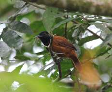 Image of Cocha Antshrike