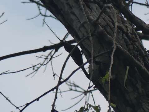 Image of Inambari Woodcreeper