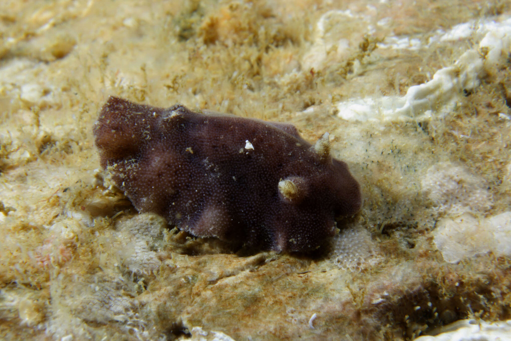 Слика од Aporodoris millegrana (Alder & Hancock 1854)