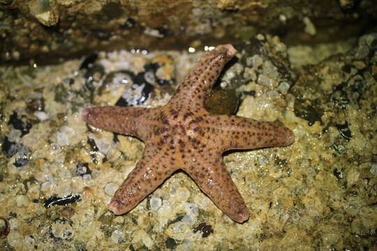 Слика од Pisaster brevispinus (Stimpson 1857)