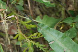 Image of Deparia lancea (Thunb. ex Murray) Fraser-Jenkins