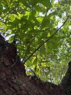 Image of Wild Cashew