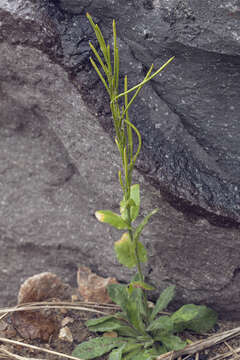 Image of Arabis stelleri DC.