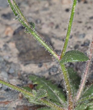 Imagem de Aliciella leptomeria (A. Gray) J. M. Porter