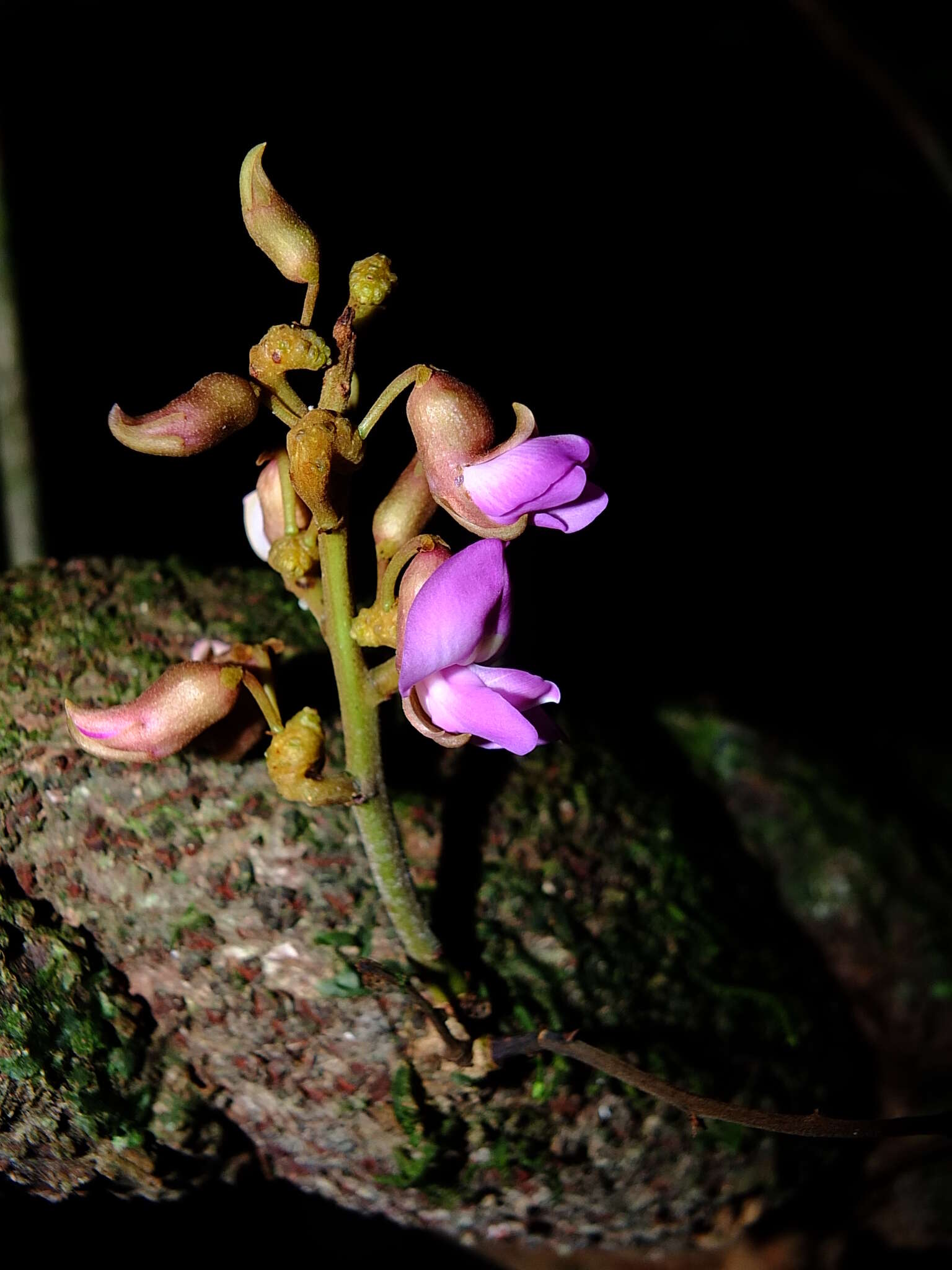 Plancia ëd Macropsychanthus macrocarpus