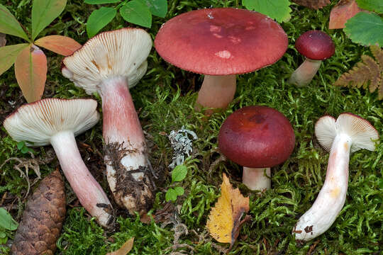 Image of Russula renidens Ruots., Sarnari & Vauras 1998