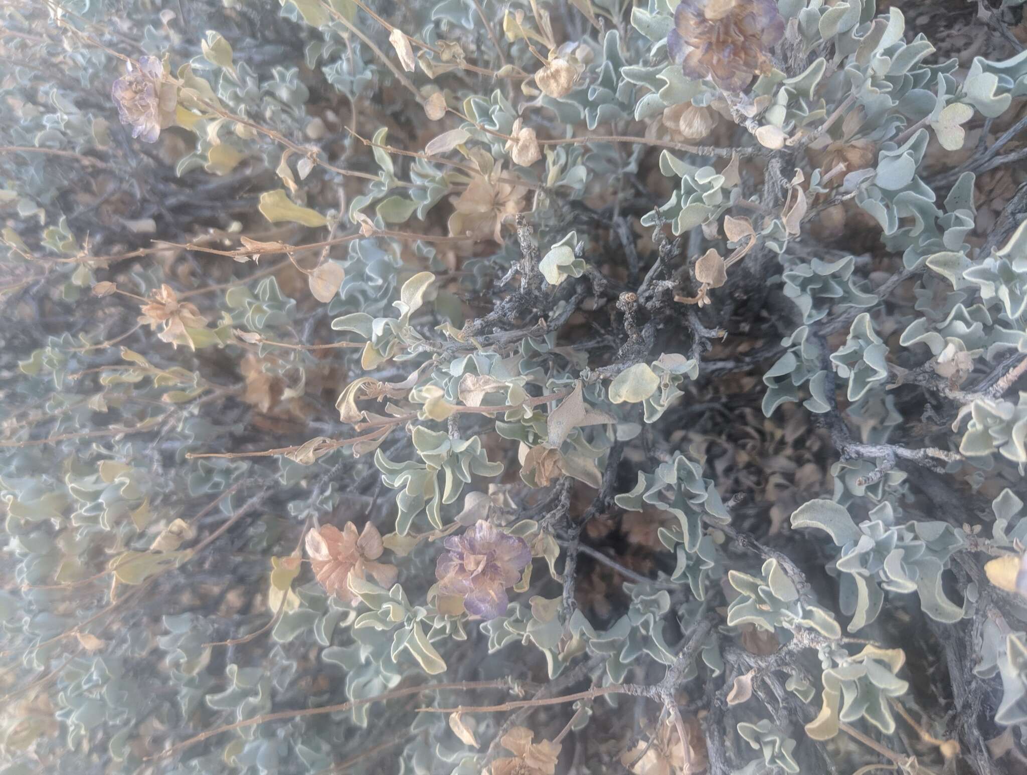 Image of purple sage