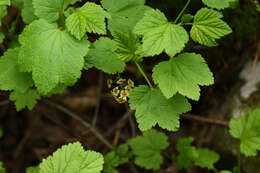 Image of red currant