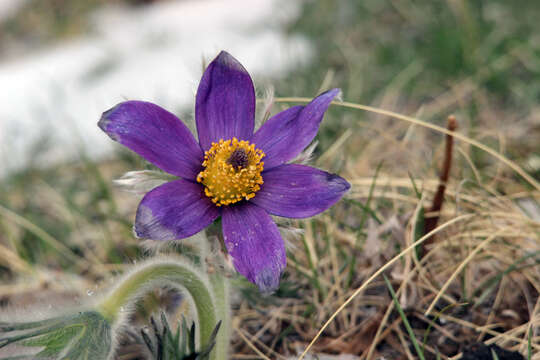 Image of Pulsatilla bungeana C. A. Mey. ex Ledeb.