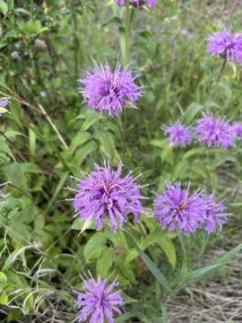 Image of Monarda fistulosa var. menthifolia (Graham) Fernald