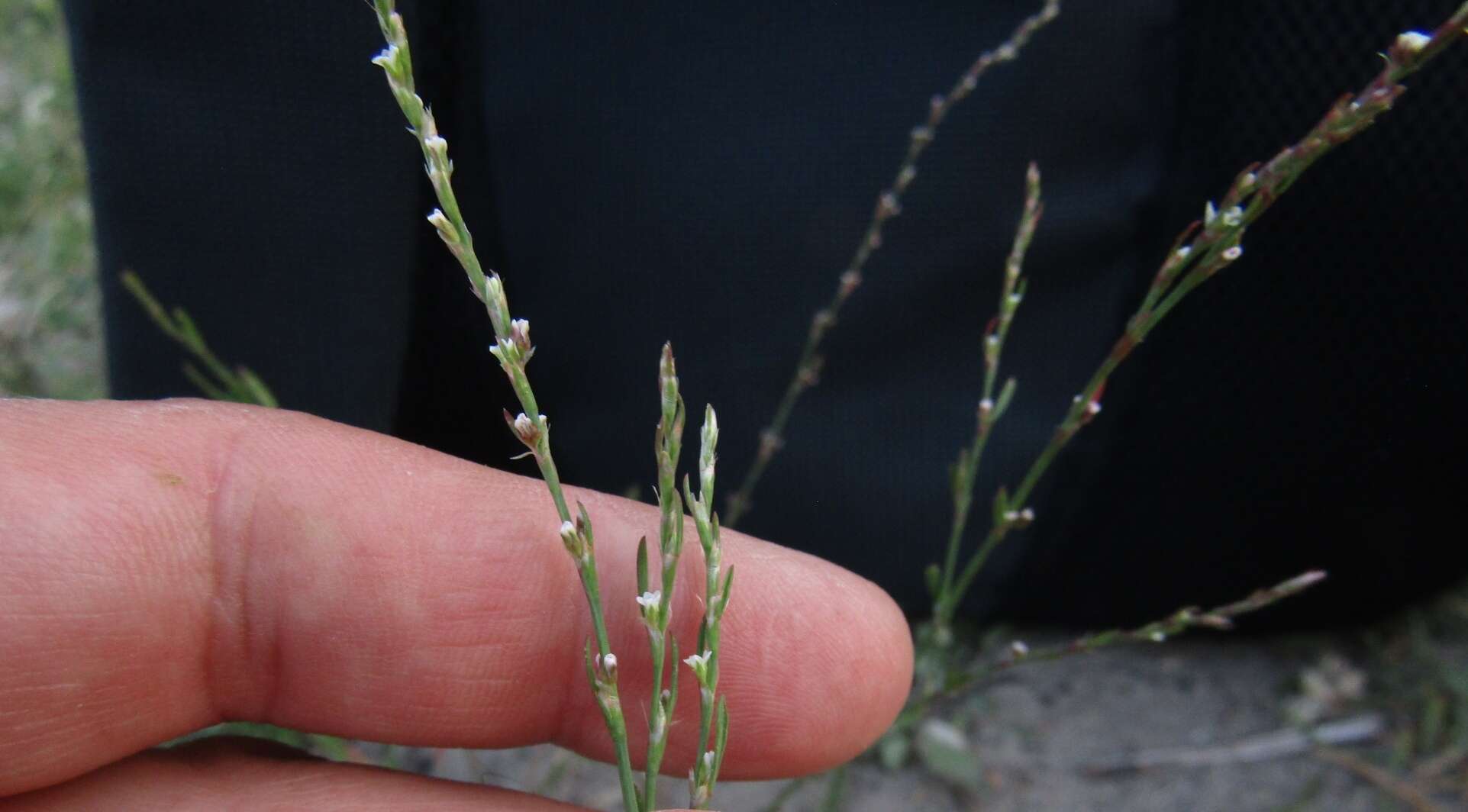 Слика од Polygonum patulum subsp. patulum