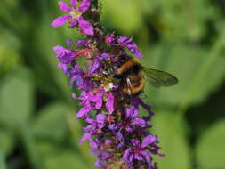 Image of Bombus sporadicus Nylander 1848