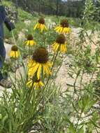 صورة <i>Echinacea <i>paradoxa</i></i> var. paradoxa