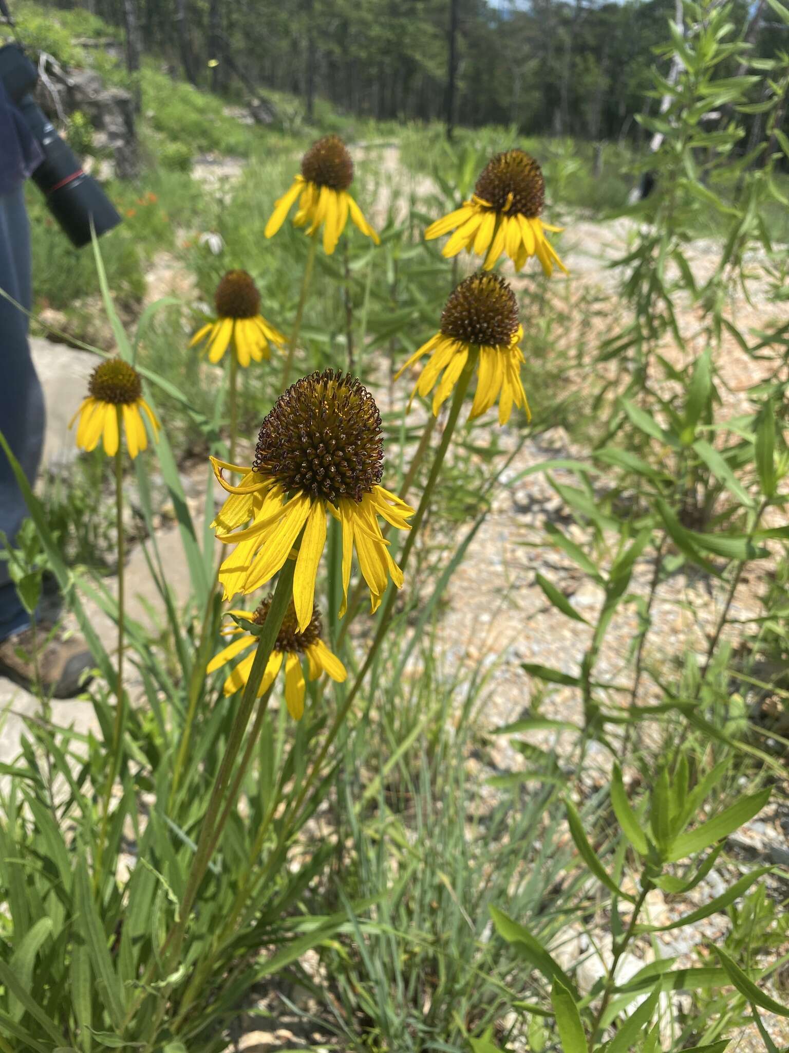 صورة <i>Echinacea <i>paradoxa</i></i> var. paradoxa