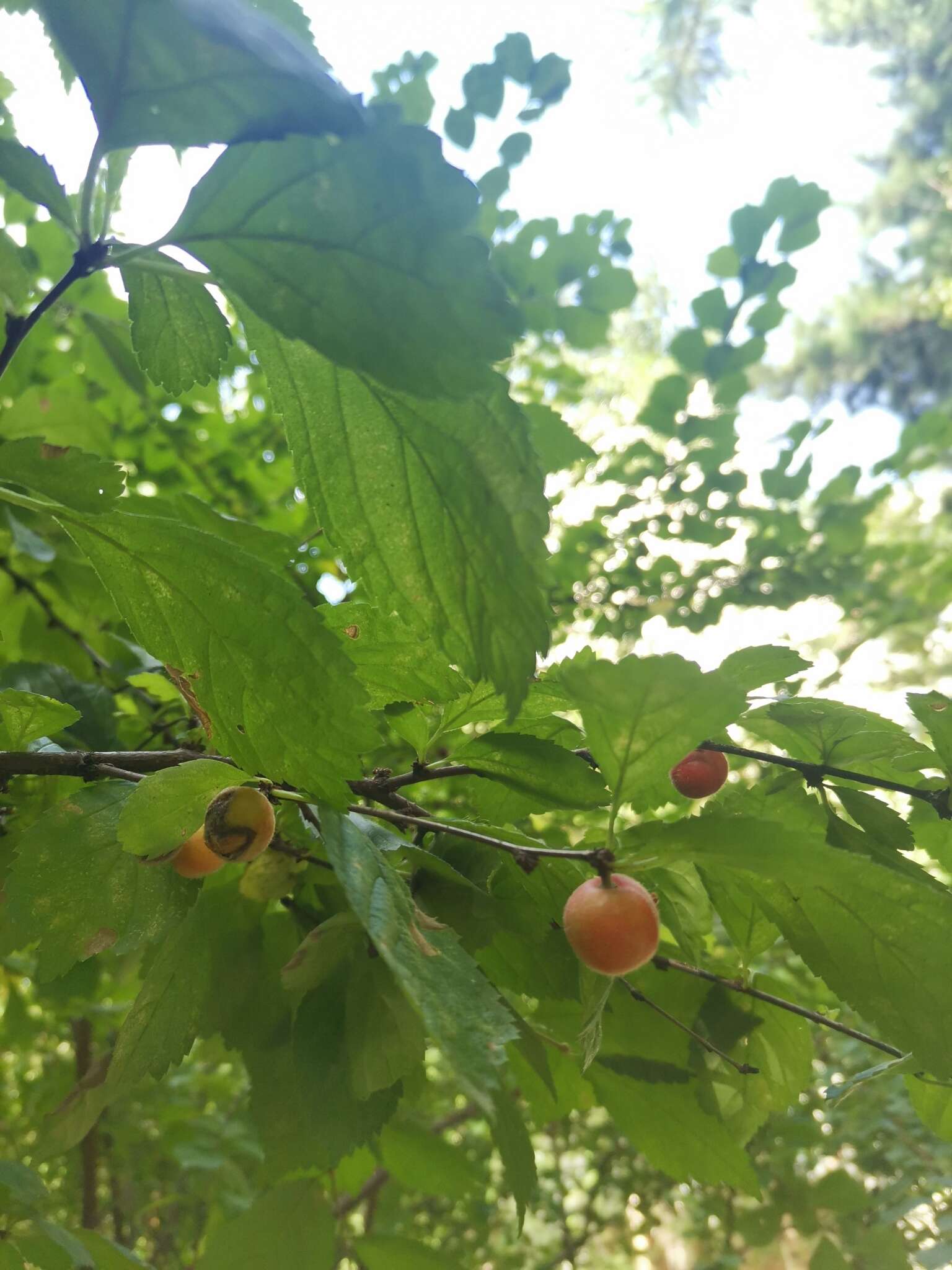 Sivun Prunus triloba Lindl. kuva