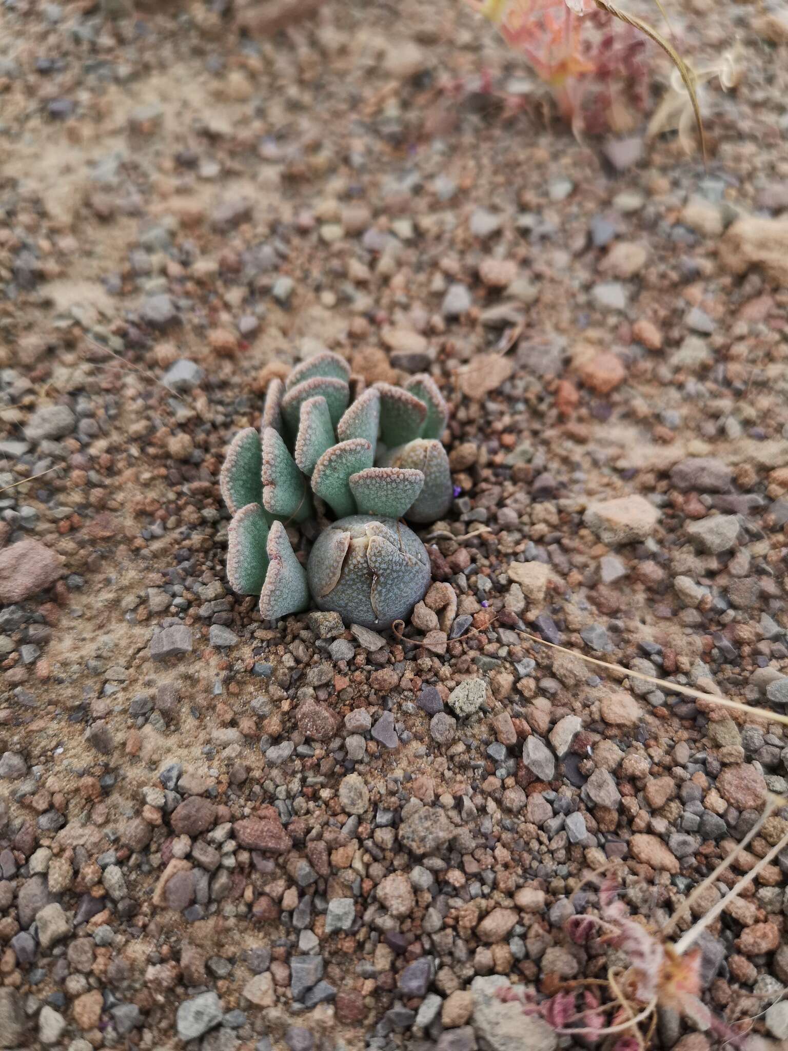 Image of Aloinopsis spathulata (Thunb.) L. Bol.